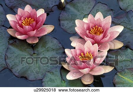 aquatic plant, blooms, bloom, attraction, abloom View Large Photo Image Stock Photo - aquatic plant, blooms, bloom, attraction, abloom. Fotosearch