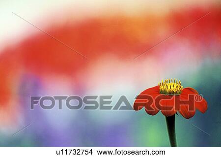 background picture, bathe, calf, colored, flora, flowers, garden View Large Photo Image Picture - background picture, bathe, calf, colored, flora, flowers, garden. Fotosearch