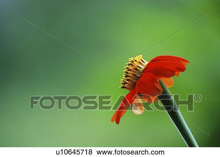 bathe, calf, flora, flowers, garden, germany, guards View Large Photo Image Stock Photo - bathe, calf, flora, flowers, garden, germany, guards. Fotosearch