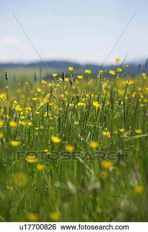 bavaria, allemagne, aue, aromatic, ambrosial, beam, agriculture View Large Photo Image Stock Photograph - bavaria, allemagne, aue, aromatic, ambrosial, beam, agriculture. Fotosearch