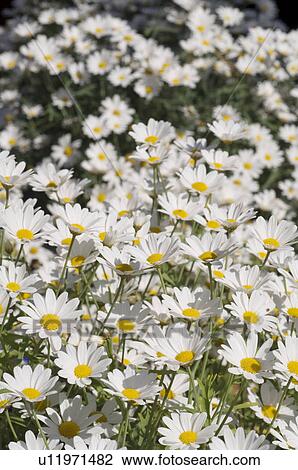 beautiful, beauty, blooming, blooms, blossom, botanical, botany View Large Photo Image Stock Image - beautiful, beauty, blooming, blooms, blossom, botanical, botany. Fotosearch