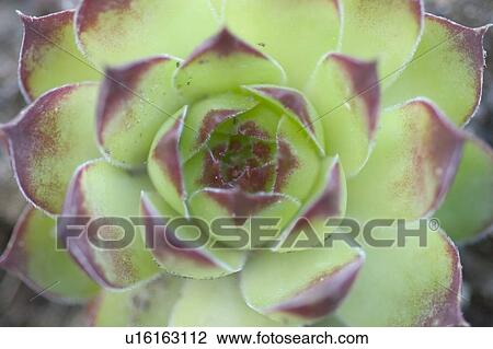 Stock Image - beautiful, beauty, blooming, blooms, blossom, botanical, botany. Fotosearch