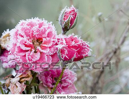 Stock Image - beautiful, beauty, blooming, blooms, blossom, botanical, botany. Fotosearch