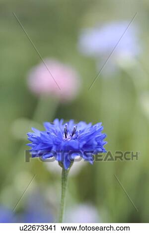 beautiful, beauty, blooming, blooms, blossom, botanical, botany View Large Photo Image Stock Image - beautiful, beauty, blooming, blooms, blossom, botanical, botany. Fotosearch