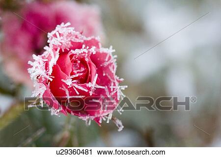 Stock Image - beautiful, beauty, blooming, blooms, blossom, botanical, botany. Fotosearch
