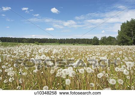 beautiful, beauty, blooming, blooms, blossom, botanical, botany View Large Photo Image Stock Photo - beautiful, beauty, blooming, blooms, blossom, botanical, botany. Fotosearch