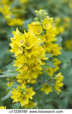 beautiful, beauty, blooming, blooms, blossom, botanical, botany View Large Photo Image Stock Photo - beautiful, beauty, blooming, blooms, blossom, botanical, botany. Fotosearch