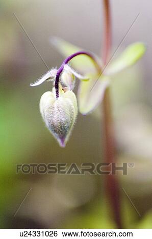 Stock Photograph - beautiful, beauty, blooming, blooms, blossom, botanical, botany. Fotosearch