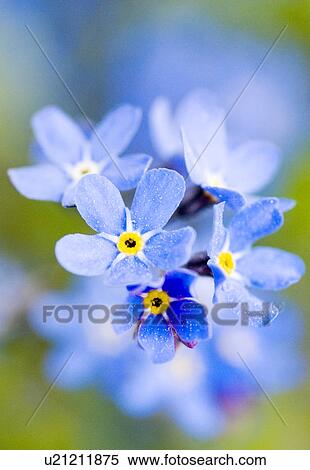 beautiful, beauty, blooming, blooms, blossom, botanical, botany View Large Photo Image Stock Photography - beautiful, beauty, blooming, blooms, blossom, botanical, botany. Fotosearch