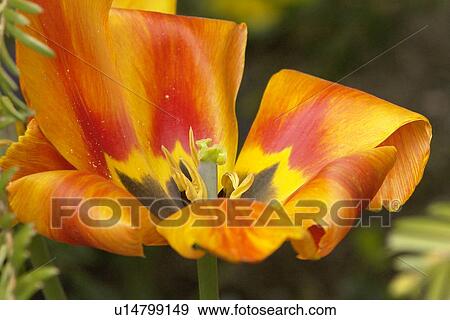 berne, black, bright, dark, dust, farina, flower View Large Photo Image Stock Photo - berne, black, bright, dark, dust, farina, flower. Fotosearch