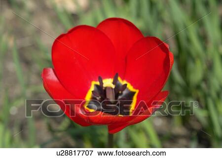 Stock Photo - berne, blooms, burgdorf, farina, flora, flower handle. Fotosearch