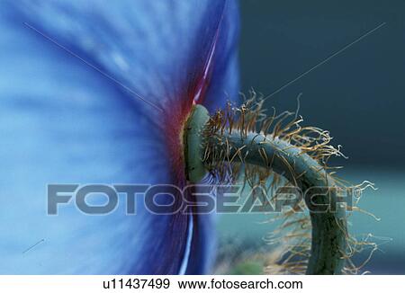 Bernhard, blossom, blooms, bloom, abloom View Large Photo Image Stock Photo - Bernhard, blossom, blooms, bloom, abloom. Fotosearch