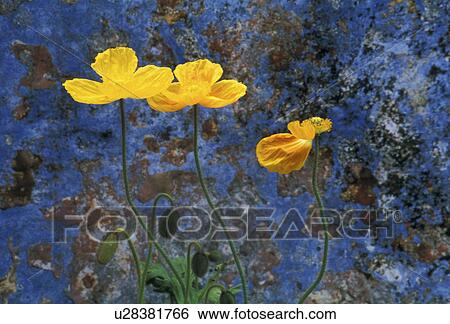 Bernhard, blossom, blooms, bloom, abloom View Large Photo Image Stock Photograph - Bernhard, blossom, blooms, bloom, abloom. Fotosearch