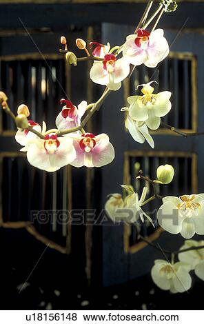 black, adj, Bernhard, asiatic, asian, abloom View Large Photo Image Stock Photo - black, adj, Bernhard, asiatic, asian, abloom. Fotosearch