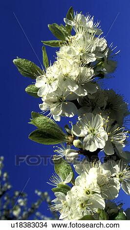 bloom, apfelbluete, Bernhard, apple tree, apple, abloom View Large Photo Image Picture - bloom, apfelbluete, Bernhard, apple tree, apple, abloom. Fotosearch