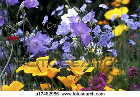 bloom, Bell, Bernhard, bellflowers, bellflower, abloom View Large Photo Image Stock Photograph - bloom, Bell, Bernhard, bellflowers, bellflower, abloom. Fotosearch