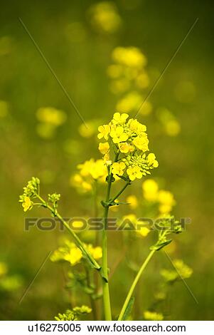 bloom, blossom, botanical, czech, field, flowers, grass View Large Photo Image Stock Photography - bloom, blossom, botanical, czech, field, flowers, grass. Fotosearch