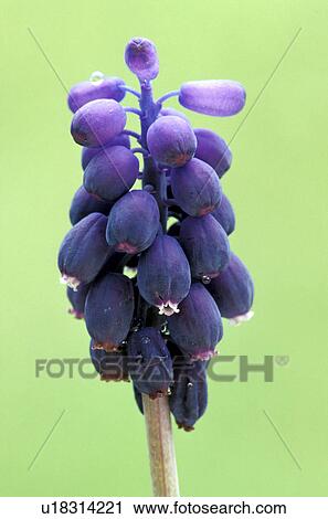 bloom, blue, blossom, blooms, abloom View Large Photo Image Stock Image - bloom, blue, blossom, blooms, abloom. Fotosearch