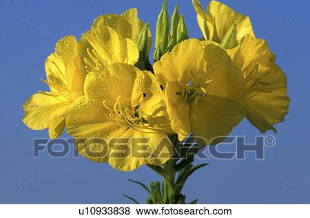 bloom, blue, blossom, blooms, abloom View Large Photo Image Stock Photo - bloom, blue, blossom, blooms, abloom. Fotosearch