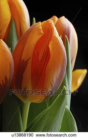 blooms, at home, blood-redly, blitheful, beautiful, breed tulips, april View Large Photo Image Stock Image - blooms, at home, blood-redly, blitheful, beautiful, breed tulips, april. Fotosearch