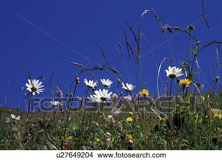 blossom, bellis, blooms, bloom, Bernhard, abloom View Large Photo Image Picture - blossom, bellis, blooms, bloom, Bernhard, abloom. Fotosearch