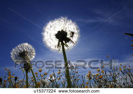 blowball, flower, farmland, aue, outside, blue, flowers View Large Photo Image Picture - blowball, flower, farmland, aue, outside, blue, flowers. Fotosearch