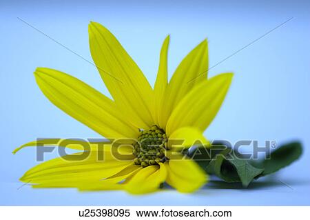 Stock Photography - blue, alcohol, bloom, beverage, alexandra, alkoholherstellung. Fotosearch