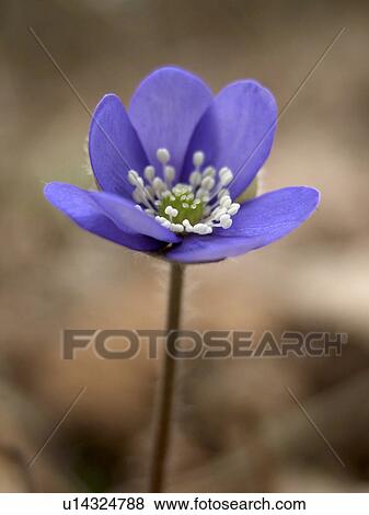 blue, alfred, blossom, bloom, Austria, abloom View Large Photo Image Stock Photo - blue, alfred, blossom, bloom, Austria, abloom. Fotosearch