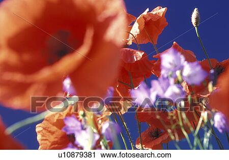 blue, Bernhard, blossom, blooms, bloom, abloom View Large Photo Image Stock Image - blue, Bernhard, blossom, blooms, bloom, abloom. Fotosearch