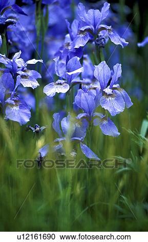 blue, Bernhard, blossom, blooms, bloom, abloom View Large Photo Image Stock Image - blue, Bernhard, blossom, blooms, bloom, abloom. Fotosearch