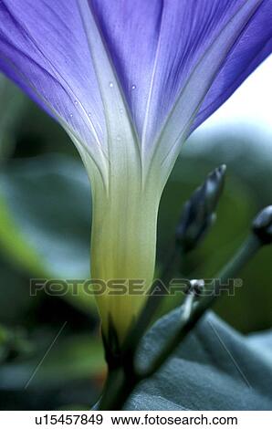 blue, Bernhard, blossom, blooms, bloom, abloom View Large Photo Image Stock Photo - blue, Bernhard, blossom, blooms, bloom, abloom. Fotosearch
