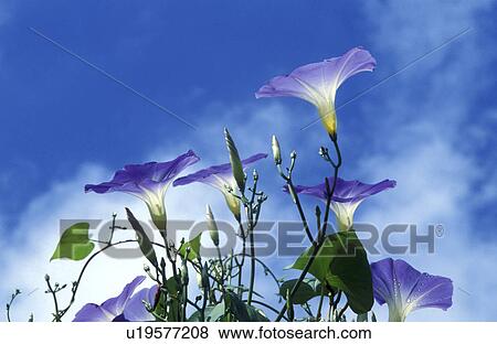 blue, Bernhard, blossom, blooms, bloom, abloom View Large Photo Image Stock Photo - blue, Bernhard, blossom, blooms, bloom, abloom. Fotosearch