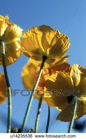 blue, Bernhard, blossom, blooms, bloom, abloom View Large Photo Image Stock Photograph - blue, Bernhard, blossom, blooms, bloom, abloom. Fotosearch