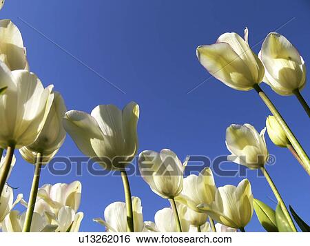 Stock Photograph - blue, botanical, botany, CLEARs, czech, day, flowers. Fotosearch
