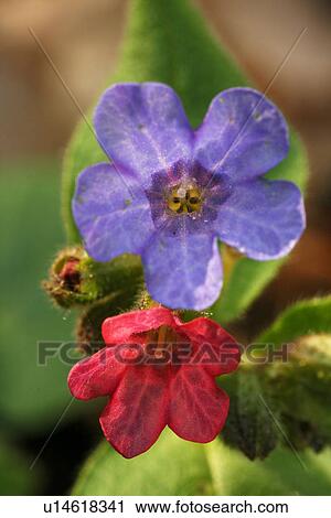 blue, flower, paint, flora, nature View Large Photo Image Stock Image - blue, flower, paint, flora, nature. Fotosearch