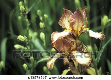 brown, Bernhard, blossom, blooms, bloom, abloom View Large Photo Image Stock Photo - brown, Bernhard, blossom, blooms, bloom, abloom. Fotosearch