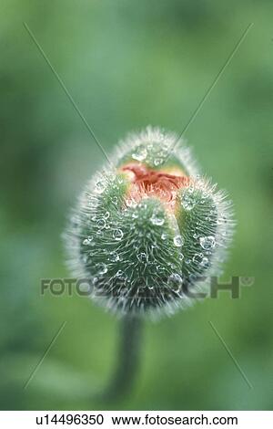 Stock Image - bud, Bernhard, blossom, blooms, bloom, abloom. Fotosearch