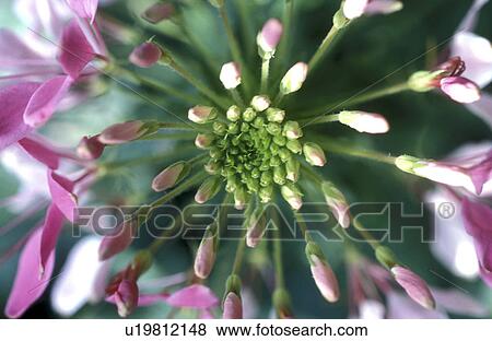 bud, Bernhard, blossom, blooms, bloom, abloom View Large Photo Image Stock Photo - bud, Bernhard, blossom, blooms, bloom, abloom. Fotosearch