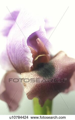 CLOSE, Bernhard, blossom, blooms, bloom, abloom View Large Photo Image Picture - CLOSE, Bernhard, blossom, blooms, bloom, abloom. Fotosearch