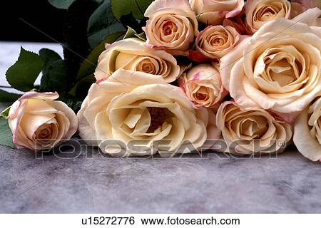CLOSE, Bernhard, blossom, blooms, bloom, abloom View Large Photo Image Stock Photograph - CLOSE, Bernhard, blossom, blooms, bloom, abloom. Fotosearch