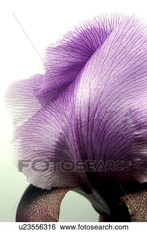 CLOSE, Bernhard, blossom, blooms, bloom, abloom View Large Photo Image Stock Photograph - CLOSE, Bernhard, blossom, blooms, bloom, abloom. Fotosearch