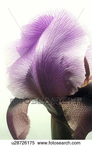CLOSE, Bernhard, blossom, blooms, bloom, abloom View Large Photo Image Stock Photography - CLOSE, Bernhard, blossom, blooms, bloom, abloom. Fotosearch