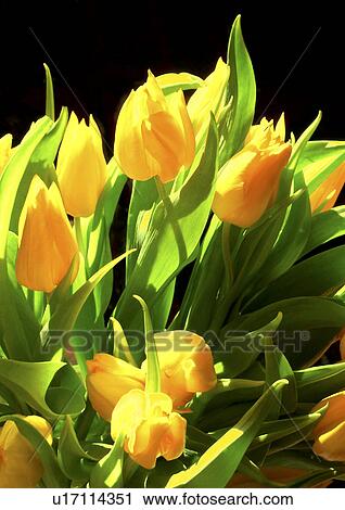 close-up, black, CLOSE, blossom, bloom, abloom View Large Photo Image Stock Image - close-up, black, CLOSE, blossom, bloom, abloom. Fotosearch