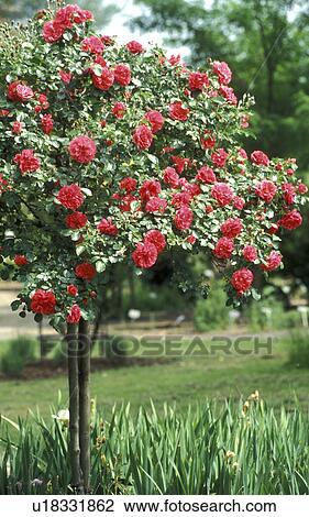 cow, Bernhard, blossom, blooms, bloom, abloom View Large Photo Image Stock Image - cow, Bernhard, blossom, blooms, bloom, abloom. Fotosearch