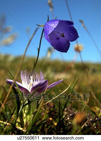 day, alfred, blossom, bloom, Austria, abloom View Large Photo Image Stock Image - day, alfred, blossom, bloom, Austria, abloom. Fotosearch