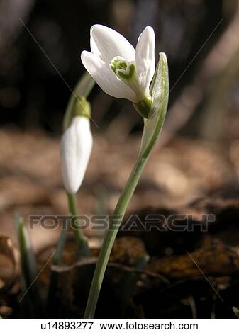 Stock Photo - day, alfred, blossom, bloom, Austria, abloom. Fotosearch
