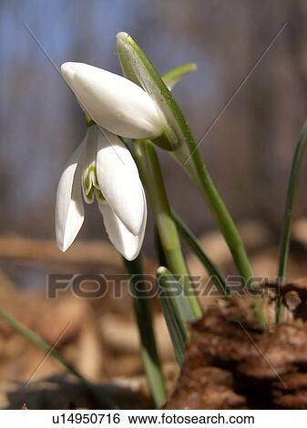 Stock Photograph - day, alfred, blossom, bloom, Austria, abloom. Fotosearch