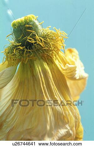 falten, abloom, Bernhard, bloom, blooms, blossom View Large Photo Image Stock Image - falten, abloom, Bernhard, bloom, blooms, blossom. Fotosearch