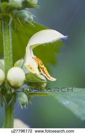 Stock Image - flourish, detail, Detailaufnahme, details, flora, Goldnesseln, Golnessel. Fotosearch