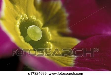 Stock Photograph - flower, bloom, close-up, CLOSE, blossom, Jan, abloom. Fotosearch
